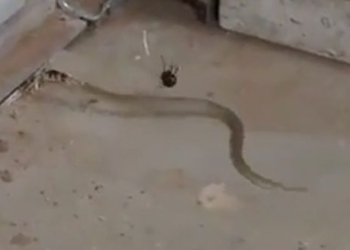 snake attack airplane kills snake with lethal weapon 119460