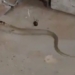 snake attack airplane kills snake with lethal weapon 119460