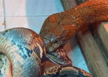 snake attack on head of canvas maker just suffered 122071