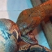 snake attack on head of canvas maker just suffered 122071