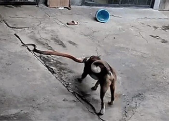 snake attack on the day in the home of dan 118771