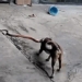 snake attack on the day in the home of dan 118771
