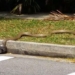 snake attack on the street 121765