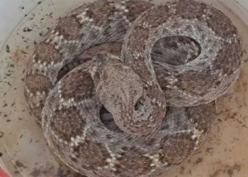 snake behind the constant survival for 2 years without eating or drinking 123677