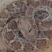 snake behind the constant survival for 2 years without eating or drinking 123677