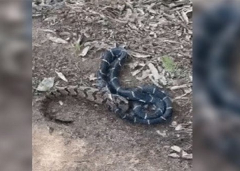 snake chases large frog just killed and swallowed it 121375