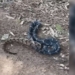 snake chases large frog just killed and swallowed it 121375