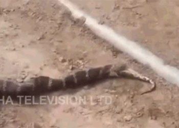 snake eating turtle caught in front of people 118755
