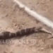 snake eating turtle caught in front of people 118755