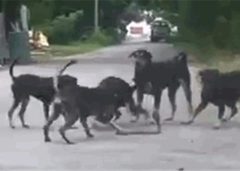 snake escaped death after being trapped by 5 dogs in a car 119858