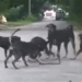 snake escaped death after being trapped by 5 dogs in a car 119858