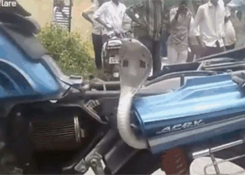 snake hidden in motorbike attack person 120534