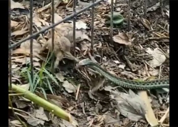 snake stands on meat coc thi a leg appears horse appears behind bird rinh behind 119111