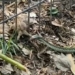 snake stands on meat coc thi a leg appears horse appears behind bird rinh behind 119111