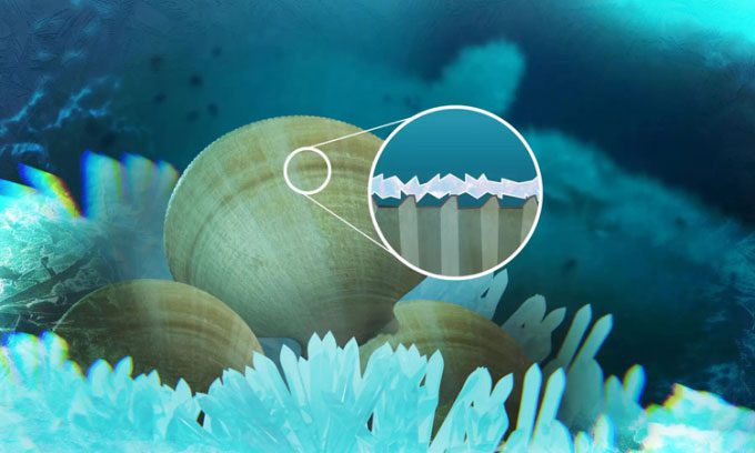 The special structure of the Antarctic scallop's shell helps it avoid freezing.