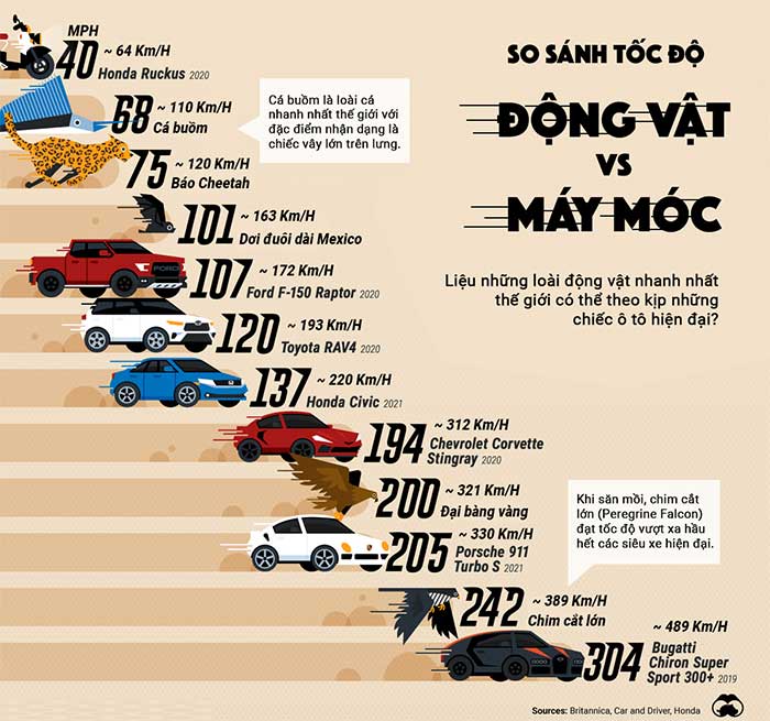 Comparison of the speeds of the fastest animals with the fastest cars