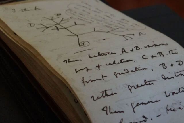 Darwin's handwriting, next to the early version of the Tree of Life.