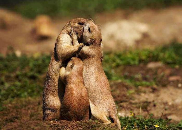 Prairie Dogs communicate with family members through hugs and kisses.