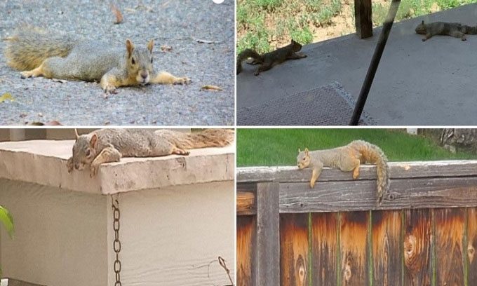 Squirrels trying to escape the heat.
