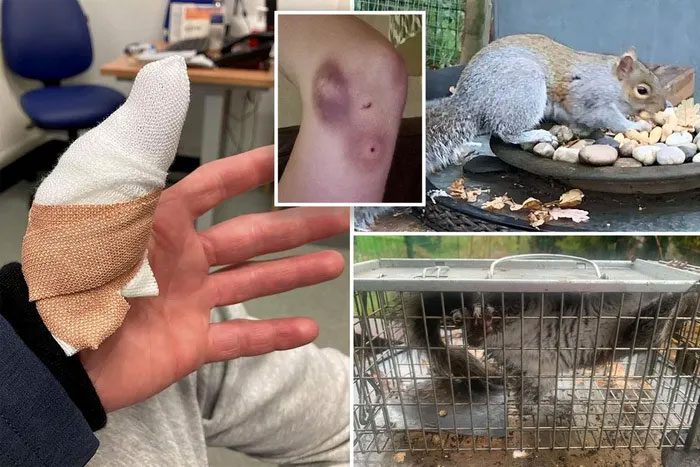 The gray squirrel named Stripe has injured 18 people in just two days in Wales.