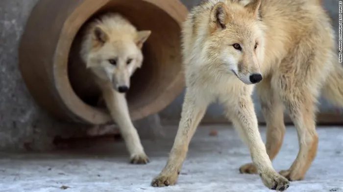 Arctic wolf at Harbin Polarland in China on November 22, 2017.