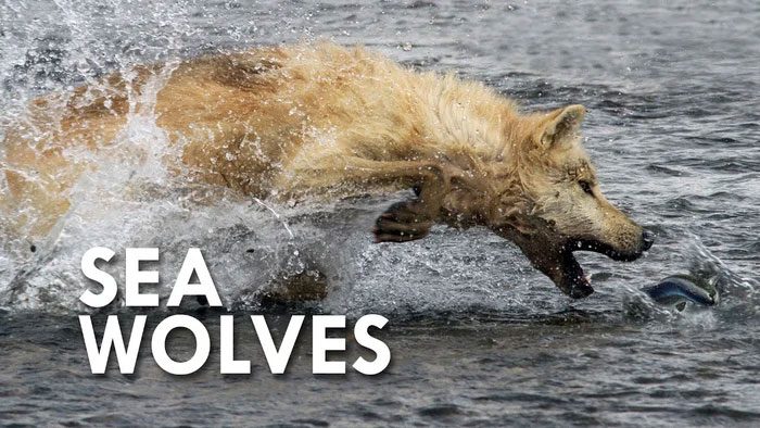 They exhibit different behaviors compared to terrestrial wolves