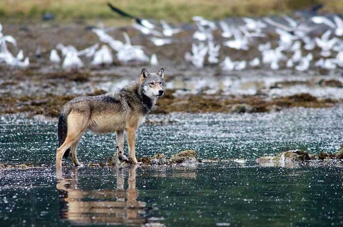 These sea wolves are also known as Pescatarians