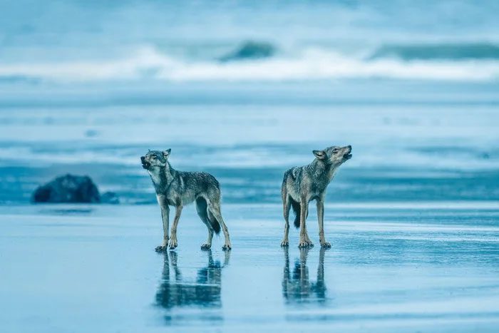 Until recently, scientists knew little about the sea wolf.