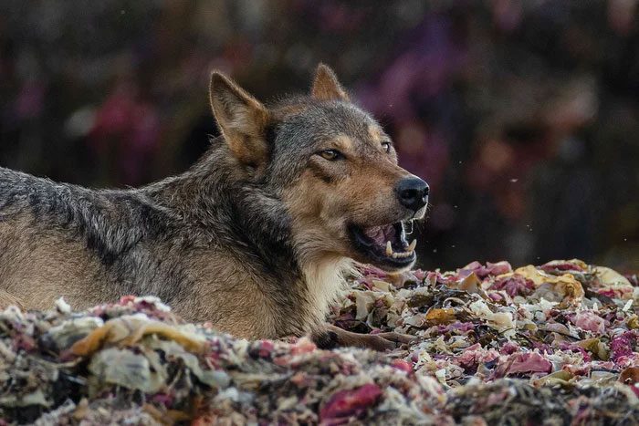 The food source of coastal wolves relies almost entirely on seafood.
