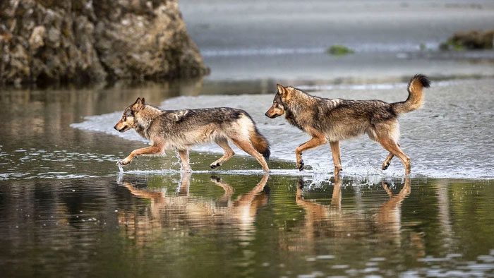 Sea wolves are much smaller than most other gray wolf subspecies.