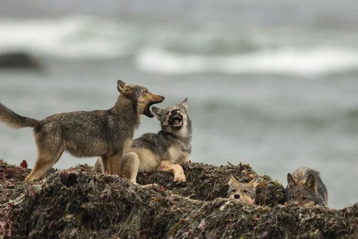 Because of their remote existence, sea wolves are not easily detected.