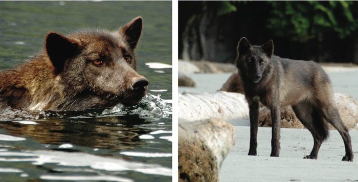 In fact, this animal has a strange allure for researchers.