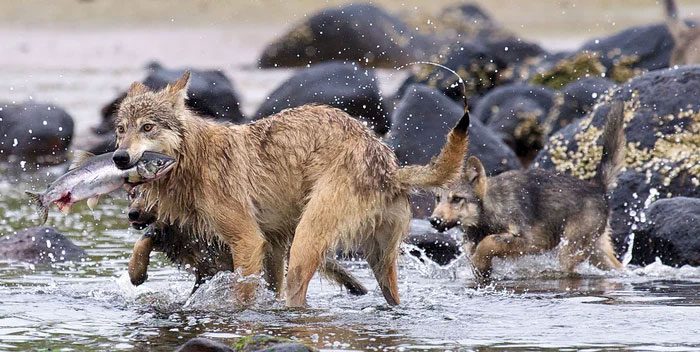 These wolves have distinct genes compared to their mainland relatives