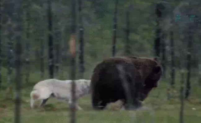 To save her pups, the mother wolf bravely attacks to steal food from her enemies.