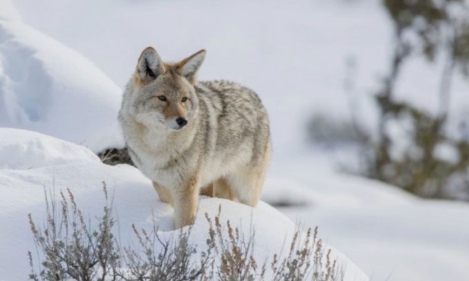 Grassland wolf alert, listening for sounds in the snow.