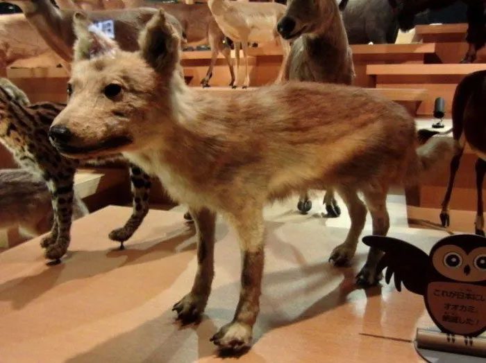 Honshu Wolf