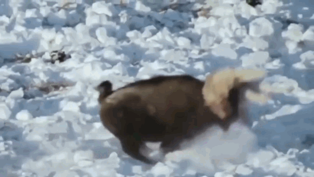 Bison retaliates, injuring the gray wolf.