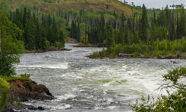 Nechako River, where the sturgeon population has decreased from 5,000 to 500 over the past century.