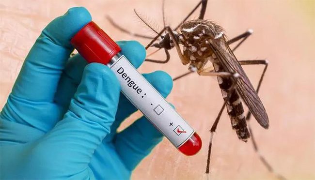 Dengue virus strain 4 has recently been detected in Hanoi.