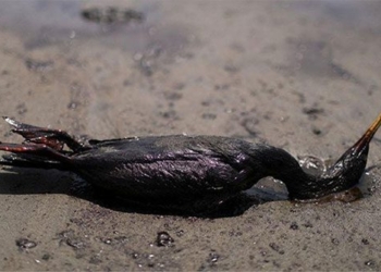 soul of the tonga causing ecological disaster in peru 118525