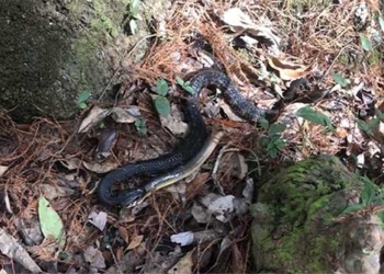 southern soc phuong water snake swallowing always 124596