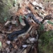 southern soc phuong water snake swallowing always 124596