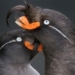 special animals with the ability to emitting irresistible fragrance 124661