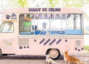 special ice cream for pets in summer 121352