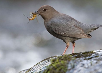 species of bird specializing in diving for food underwater with superb skill 119005