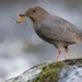 species of bird specializing in diving for food underwater with superb skill 119005