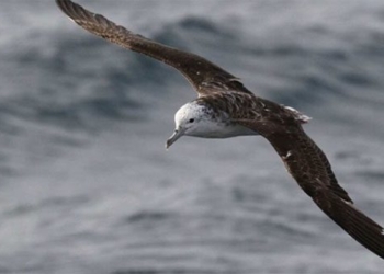 species of coastal birds that fly into the storm 123616