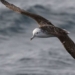 species of coastal birds that fly into the storm 123616