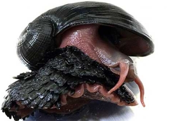 species of crab legs steel below deep sea with risk of extinction 122167