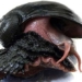 species of crab legs steel below deep sea with risk of extinction 122167